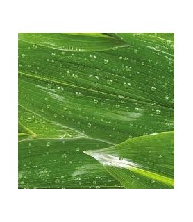 Papel Vegetal Estampado 50,5 x 70 cm  Hoja Verde-Papel Vegetal-Batallon Manualidades