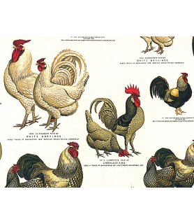 Papel Decoupage 50 x 70 cm Gallinas-Animales-Batallon Manualidades
