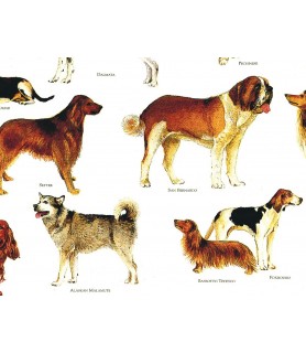 Papel Decoupage 50 x 70 cm Perros-Animales-Batallon Manualidades